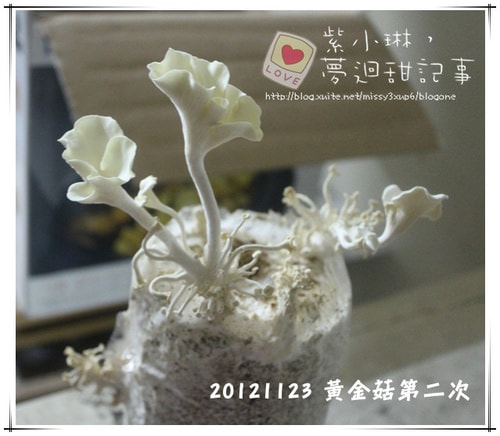 好好玩的種香菇 豐年農場+就是菇