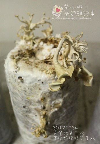 好好玩的種香菇 豐年農場+就是菇