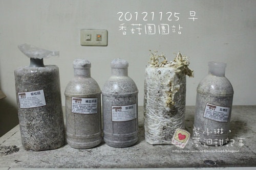 好好玩的種香菇 豐年農場+就是菇