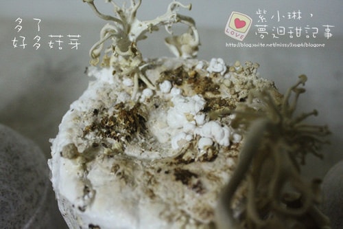 好好玩的種香菇 豐年農場+就是菇