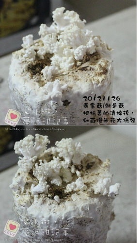 好好玩的種香菇 豐年農場+就是菇