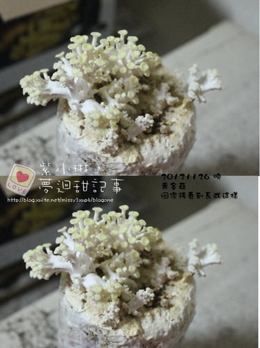 好好玩的種香菇 豐年農場+就是菇