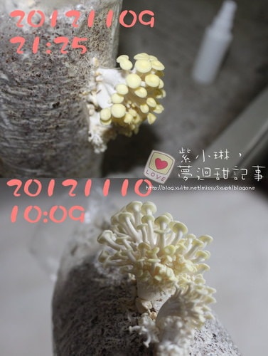 好好玩的種香菇 豐年農場+就是菇