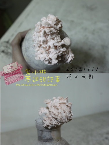 好好玩的種香菇 豐年農場+就是菇