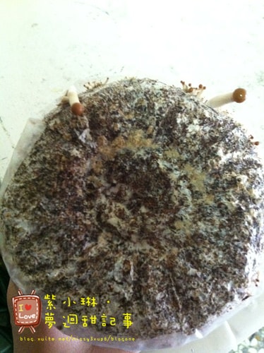 好好玩的種香菇 豐年農場+就是菇