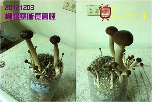 好好玩的種香菇 豐年農場+就是菇