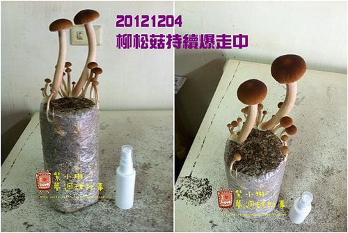 好好玩的種香菇 豐年農場+就是菇