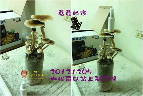 好好玩的種香菇 豐年農場+就是菇