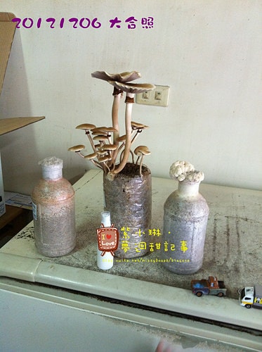 好好玩的種香菇 豐年農場+就是菇