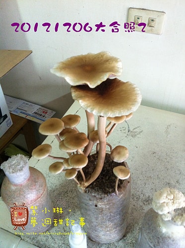 好好玩的種香菇 豐年農場+就是菇