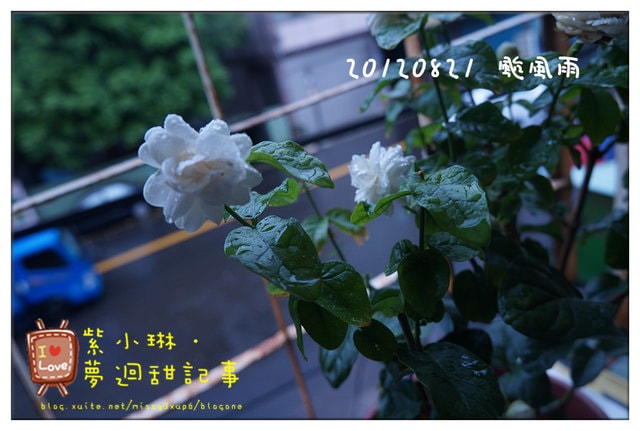 [花草] 購入花草的日子，墜入花花世界之好像玫瑰壓~~