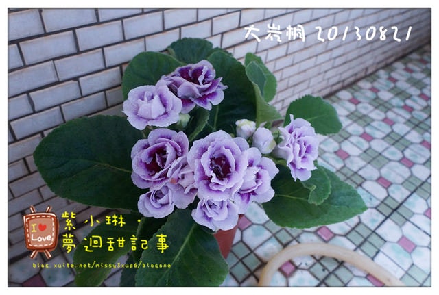 [花草] 購入花草的日子，墜入花花世界之好像玫瑰壓~~