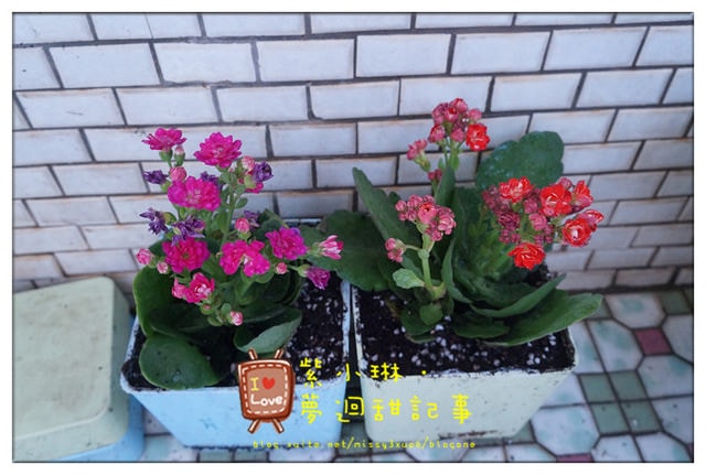 [花草] 購入花草的日子，墜入花花世界之好像玫瑰壓~~