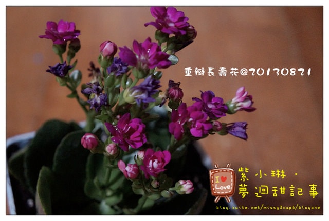[花草] 購入花草的日子，墜入花花世界之好像玫瑰壓~~