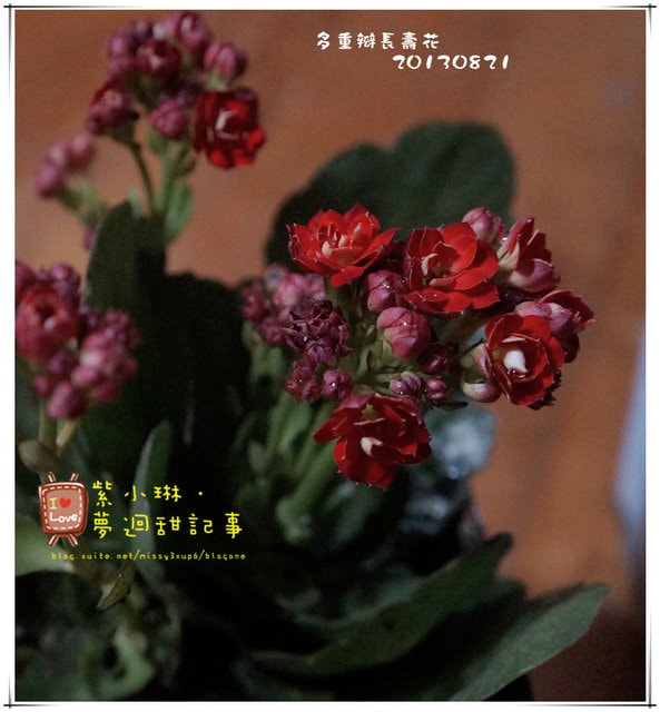 [花草] 購入花草的日子，墜入花花世界之好像玫瑰壓~~