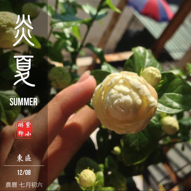 [花草] 購入花草的日子，墜入花花世界之好像玫瑰壓~~