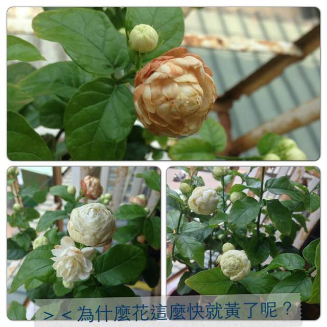 [花草] 購入花草的日子，墜入花花世界之好像玫瑰壓~~